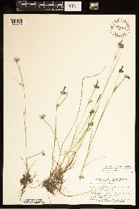 Carex tetanica image
