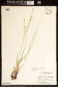 Carex tetanica image
