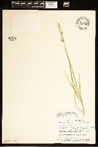 Carex tetanica image