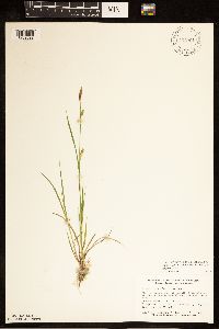 Carex tetanica image