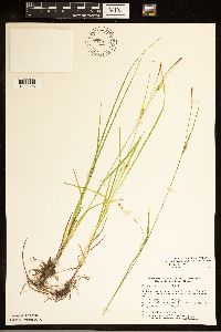 Carex tetanica image