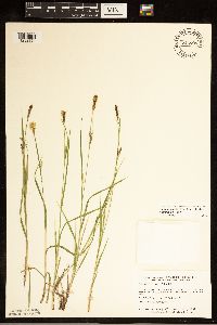 Carex tetanica image
