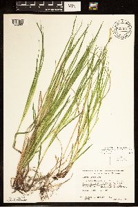 Carex woodii image
