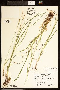 Carex woodii image