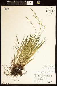Carex woodii image