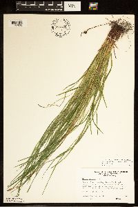 Carex woodii image