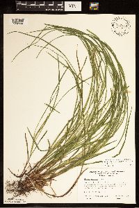 Carex woodii image