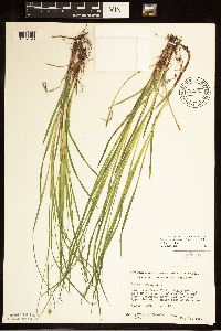 Carex woodii image