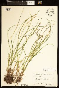 Carex woodii image