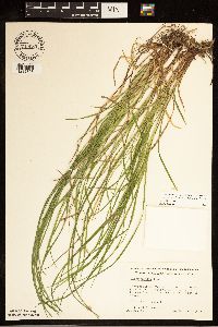 Carex woodii image