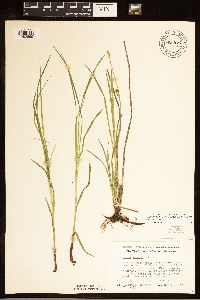 Carex woodii image