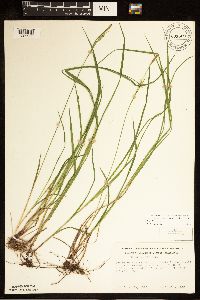 Carex woodii image