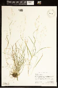 Agrostis perennans image