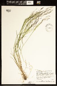 Agrostis scabra image