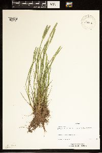 Alopecurus aequalis image