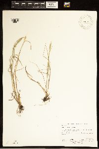 Alopecurus carolinianus image