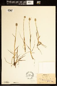 Alopecurus magellanicus image