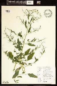 Chenopodium standleyanum image
