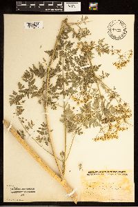 Conium maculatum image