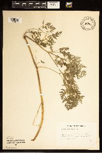 Conium maculatum image