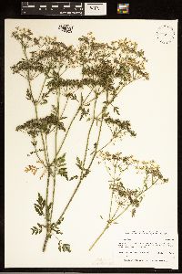 Conium maculatum image