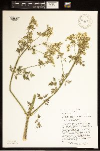 Conium maculatum image