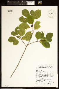 Frangula alnus image