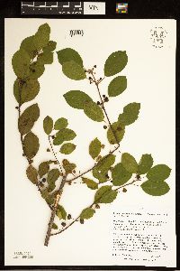 Frangula alnus image