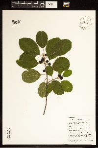 Frangula alnus image