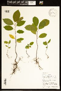 Frangula alnus image