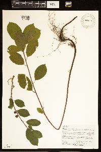 Frangula alnus image