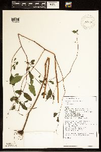 Impatiens capensis image