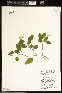 Impatiens capensis image