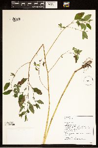 Impatiens capensis image