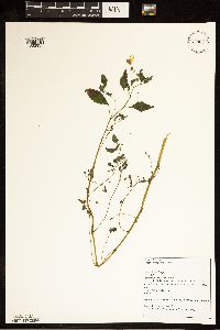 Impatiens capensis image