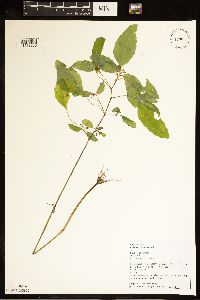 Impatiens capensis image