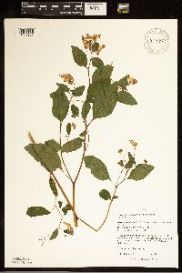 Impatiens capensis image