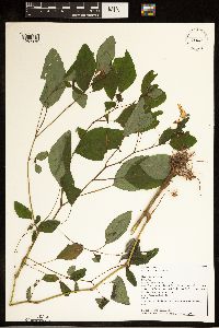 Impatiens capensis image