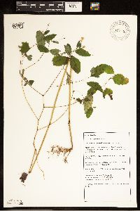 Impatiens capensis image