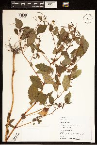 Impatiens capensis image