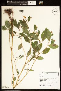 Impatiens capensis image