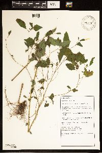 Impatiens capensis image