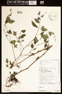 Impatiens capensis image