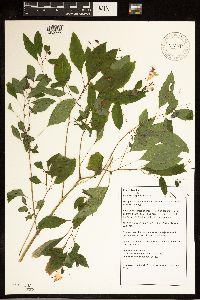 Impatiens capensis image