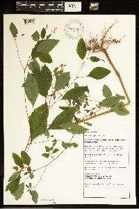 Impatiens capensis image