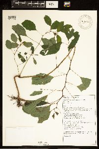 Impatiens capensis image