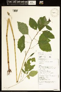 Impatiens capensis image