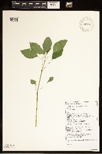 Impatiens pallida image