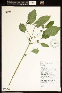 Impatiens pallida image