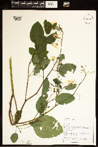 Impatiens pallida image